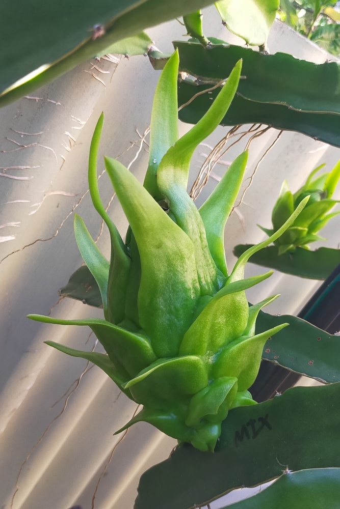 Green fruit